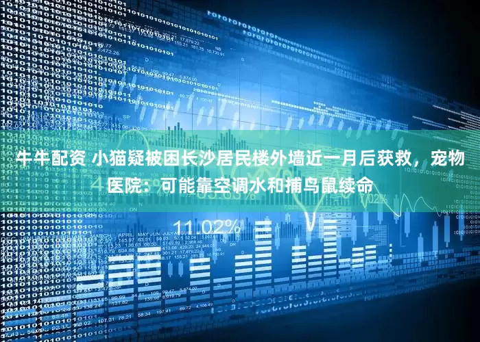 牛牛配资 小猫疑被困长沙居民楼外墙近一月后获救，宠物医院：可能靠空调水和捕鸟鼠续命